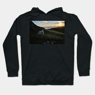 Early morning sheep on Skye - Isle of Skye, Scotland Hoodie